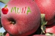 Muna &ndash; nowość grupy hodowlanej AJAPPLE