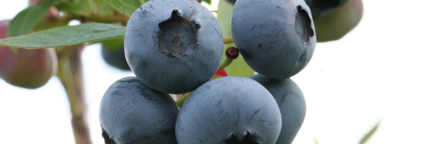 Bluecrop – najpopularniejsza odmiana borówki 