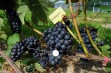 Wczesna, deserowa odmiana winorośli – Schuyler
