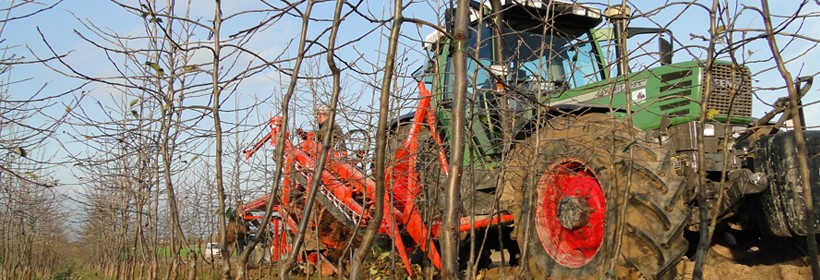 Kwalifikacja drzewek owocowych w 2016 roku &ndash; Jabłoń