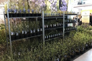 Szk&oacute;łka Blabuś z bardzo dużą ofertą krzew&oacute;w i sadzonek bor&oacute;wki wysokiej w kilkunastu odmianach