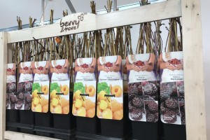 berry&more - kolekcja roślin owocowych