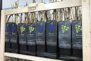 berry&more - kolekcja roślin owocowych