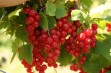 Rolan - porzeczka czerwona o wysokiej jakości owocach