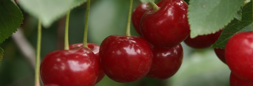 Łut&oacute;wka najpopularniejszą odmianą wiśni w 2016 roku