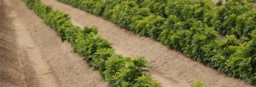 Produkcja podkładek wegetatywnych dla czereśni w 2016r.