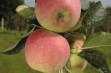 Melfree &ndash; deserowa odmiana jabłoni o dobrych walorach przechowalniczych