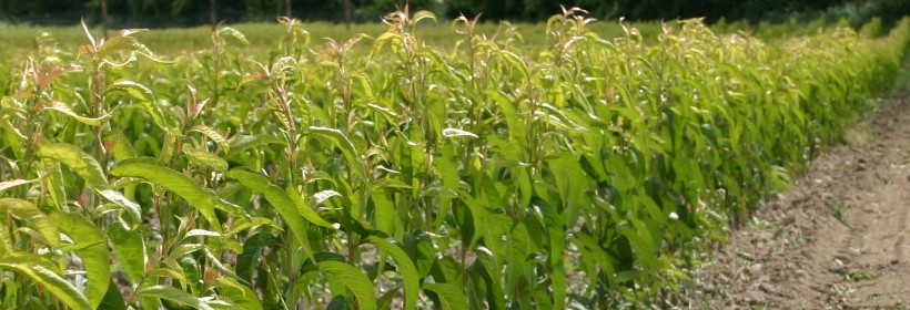 Drzewka owocowe - brzoskwinie, morele - 12 tydzień 2017r.