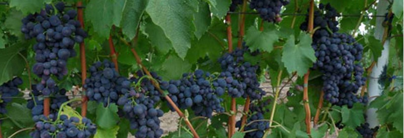 Kodrianka K-11 – wczesna, deserowa odmiana winorośli