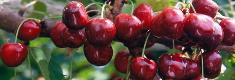 Sylvia &ndash; sadownicza rewelacja ostatnich lat