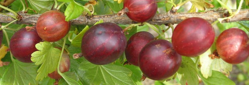 Hinsel – polska odmiana agrestu o jasnoczerwonych owocach 