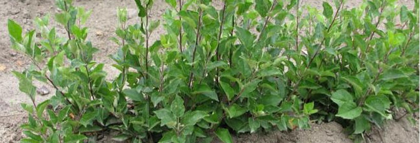 P 66 &ndash; polska karłowa podkładka wegetatywna dla jabłoni