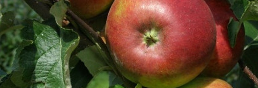Hana &ndash; odmiana jabłoni przydatna do uprawy ekologicznej