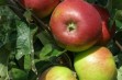 Hana – odmiana jabłoni przydatna do uprawy ekologicznej