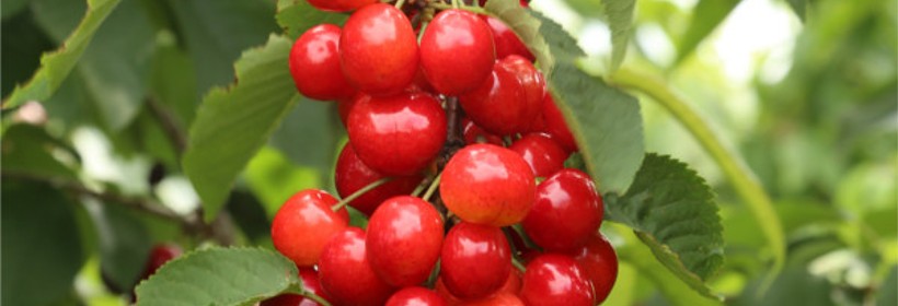 Rainier &ndash; czereśnia o owocach niepodatnych na pękanie