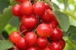 Rainier – czereśnia o owocach niepodatnych na pękanie