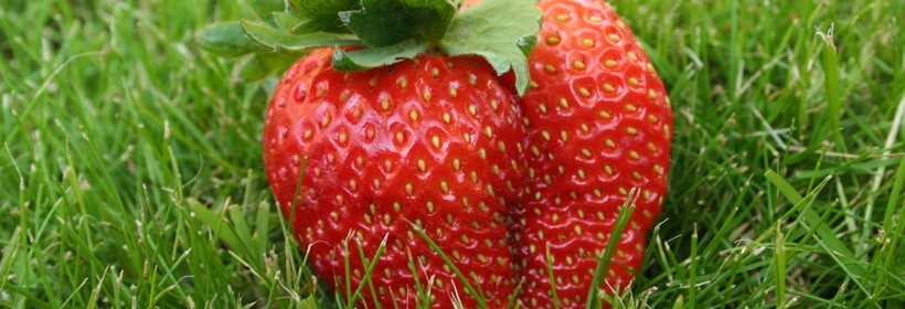 P&oacute;źna, deserowa odmiana truskawki &ndash; Filut