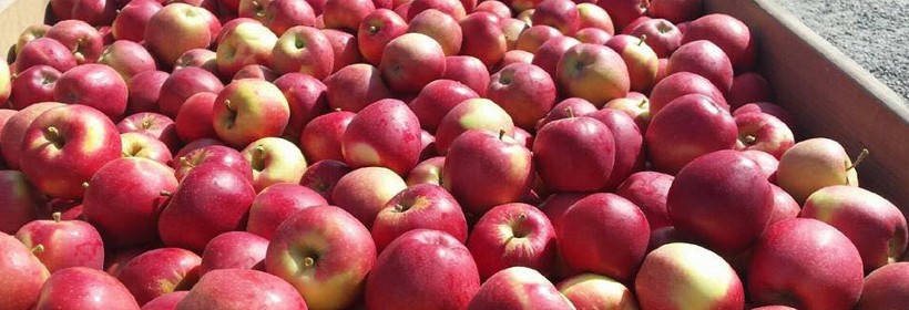MiApple – nowa australijska odmiana jabłoni