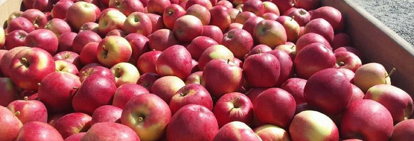 MiApple &ndash; nowa australijska odmiana jabłoni
