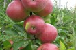 Ligol Redspur – cenna odmiana jabłoni do uprawy towarowej