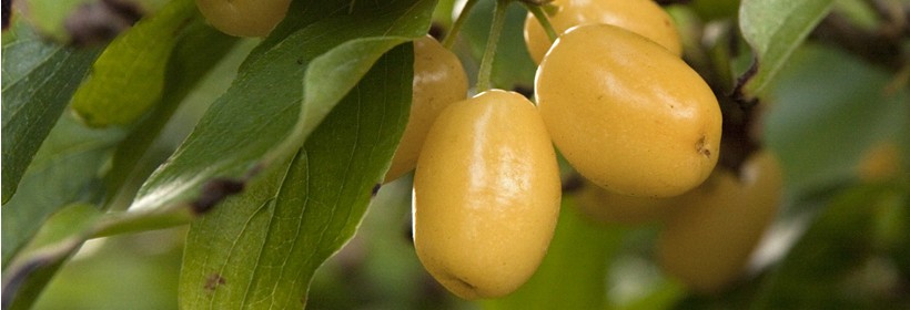 Jantarnyj – odmiana derenia jadalnego o żółtych owocach
