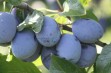 Bluefree – odmiana śliwy o dużych i soczystych owocach