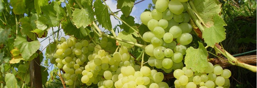 Łora – jedna z najbardziej wartościowych odmian winorośli