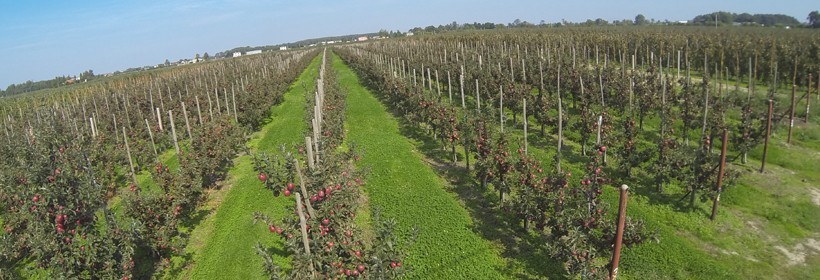Wpływ słabo rosnących podkładek na wzrost i owocowanie jabłoni Celeste