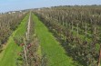 Wpływ słabo rosnących podkładek na wzrost i owocowanie jabłoni Celeste