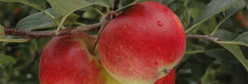 Odmiany jabłoni o podwyższonej odporności na choroby