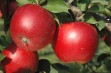Odmiany jabłoni o podwyższonej odporności na choroby