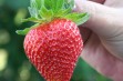Darselect – francuska odmiana truskawki o soczystych owocach 