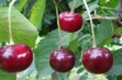 Lucyna – odmiana wiśni o smacznych, kwaśno-słodkich owocach