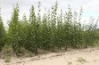 Garlito &ndash; generatywna podkładka dla śliwy