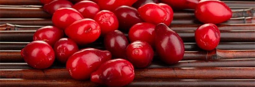Swietljaczok &ndash; wielkoowocowa odmiana derenia jadalnego