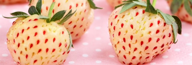 Pineberry - truskawka ananasowa 