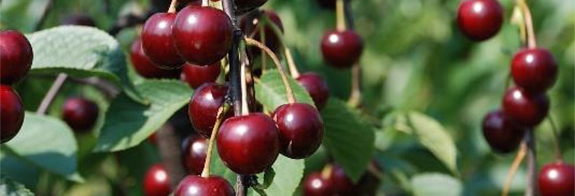 Sok&oacute;wka Nowotomyska &ndash; lokalna odmiana wiśni