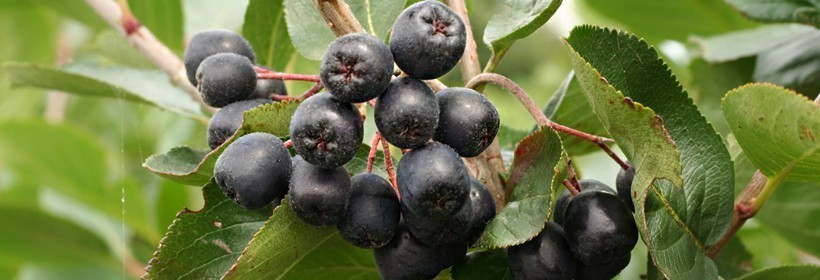 Rozmnażanie generatywne aronii &ndash; szybkie uzyskanie mat. szk&oacute;łkarskiego?