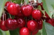 Sweetheart – odmiana czereśni o bardzo późnej porze dojrzewania owoców