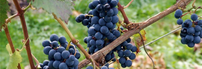 Przerobowa odmiana winorośli na czerwone wino z posmakiem porzeczek