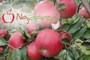 Odmiana jabłoni - Najdared