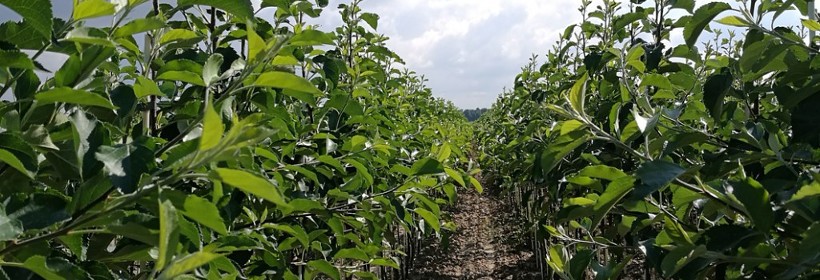 Lato [2017] w szk&oacute;łkach