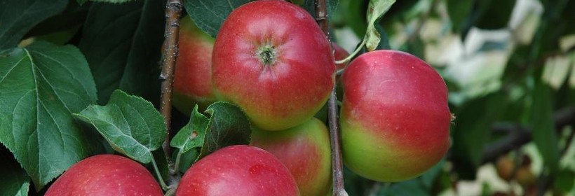 Primula – odmiana jabłoni odporna na parcha