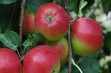 Primula &ndash; odmiana jabłoni odporna na parcha