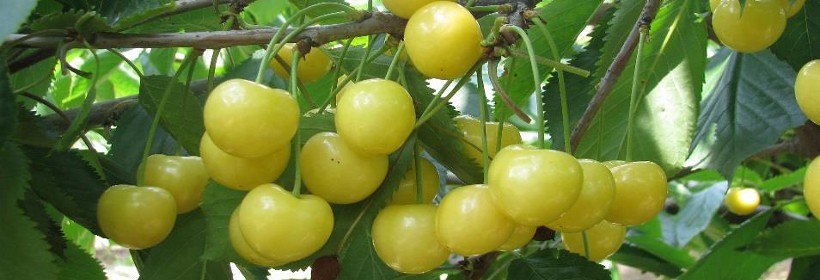 Dönissena Żółta – odmiana czereśni o żółtych owocach