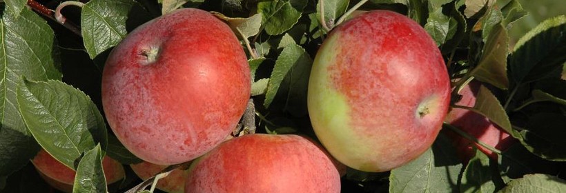 Delikates &ndash; jesienna, deserowa odmiana jabłoni
