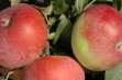 Delikates – jesienna, deserowa odmiana jabłoni