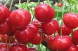 Karesova – odmiana czereśni o owocach mało podatnych na pękanie