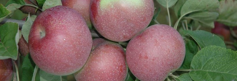 Fantazja &ndash; wybitnie deserowa odmiana jabłoni