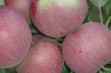 Fantazja – wybitnie deserowa odmiana jabłoni